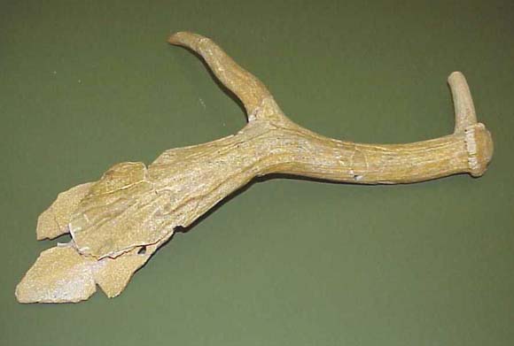 Antler